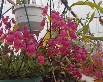 Kalanchoe blossfeldiana 'Pearl Bell' one rootless cutting