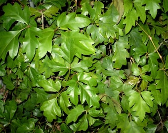 Cissus rhombifolia Grape ivy one young rooty potted plant