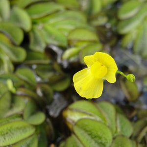 Humped bladderwort Utricularia gibba aquatic carnivorous plant one clump image 1