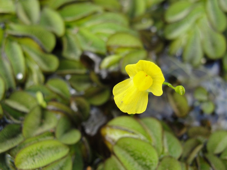 Humped bladderwort Utricularia gibba aquatic carnivorous plant one clump image 1