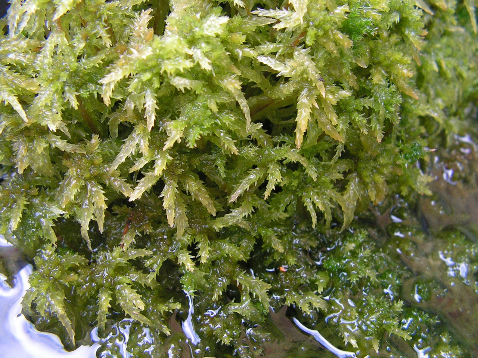 Sphagnum palustre Blunt-leaved Bog-moss one portion | Etsy