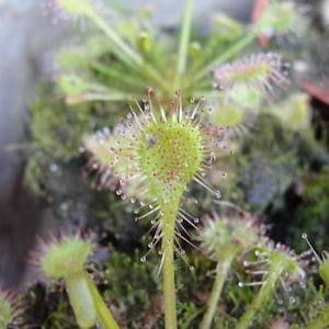 Drosera intermedia water sundew carnivorous plant 20 fresh seeds image 5