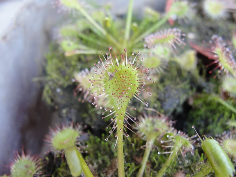 Drosera intermedia water sundew carnivorous plant 20 fresh seeds image 5