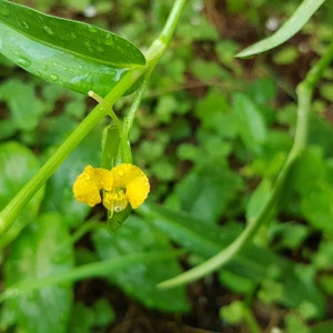 Commelina africana two rootless cuttings, rare house plant image 4