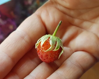 Strawberry 'Variegated' Fragaria x ananassa 'Variegata' one potted plant