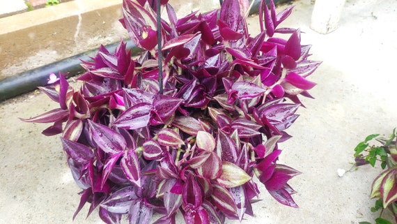 Tradescantia zebrina 'Purple Joy' ein wurzelloser Schnitt, seltene  Zimmerpflanze - Etsy Schweiz