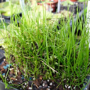 Rare Peppergrass Pilularia globulifera Pillwort one vigorous clump image 2