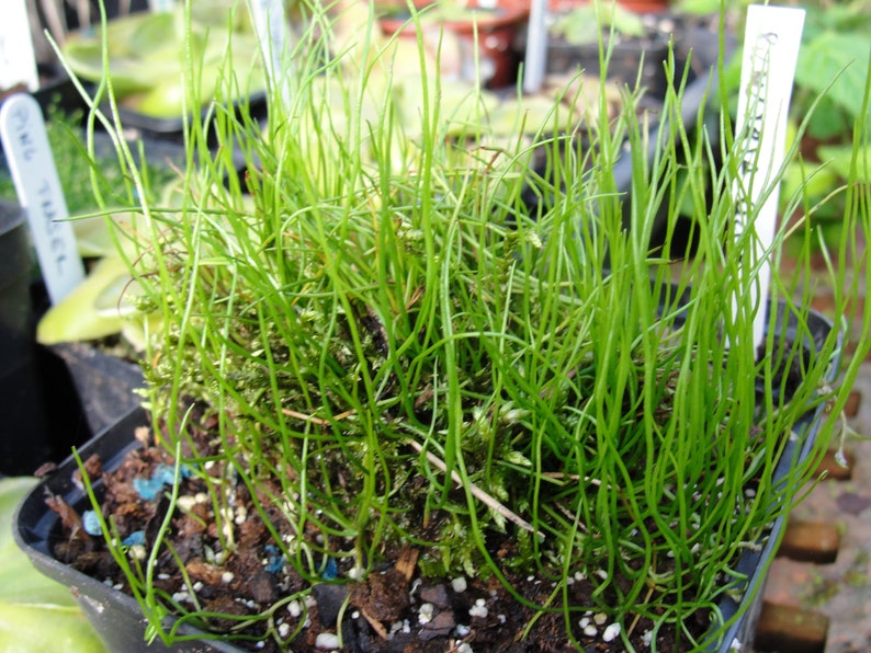 Rare Peppergrass Pilularia globulifera Pillwort one vigorous clump image 2