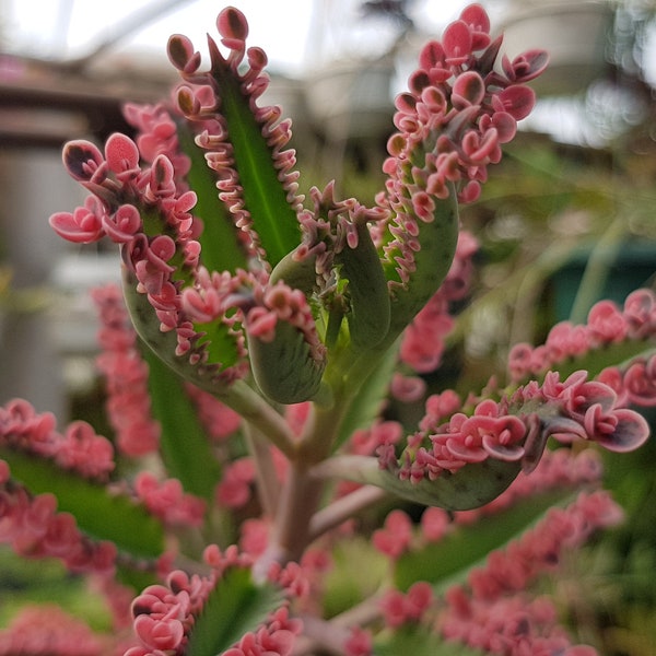 5 Mini-Pflanzen aus der wunderschönen und farbenfrohen Kalanchoe 'Pink Butterfly'