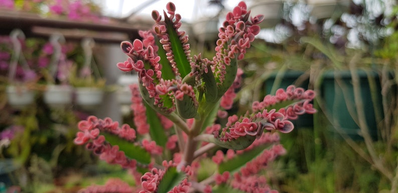 5 mini plantlets from amazing and colourful Kalanchoe 'Pink Butterflies' zdjęcie 1