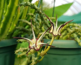 Ceropegia stapeliiformis one rootless cutting