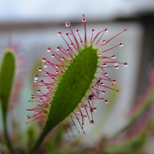 English sundew Drosera anglica 10 fresh seeds hardy carnivorous plant