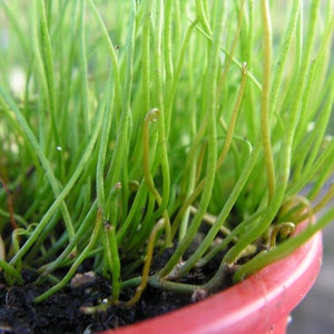 Rare Peppergrass Pilularia globulifera Pillwort one vigorous clump image 4