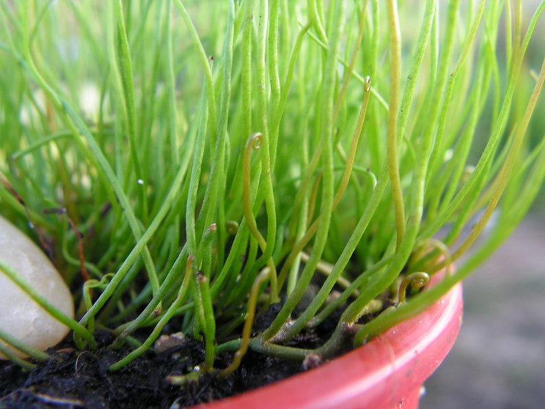 Rare Peppergrass Pilularia globulifera Pillwort one vigorous clump image 4