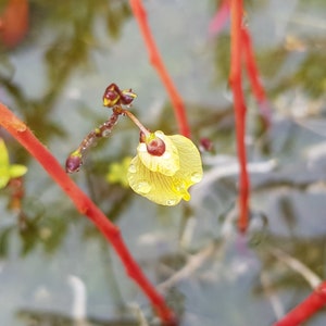 Könnte beinhalten: Eine einzelne gelbe Blüte mit roten Stielen und grünen Blättern. Die Blüte ist scharf gestellt, die Stiele im Hintergrund unscharf.