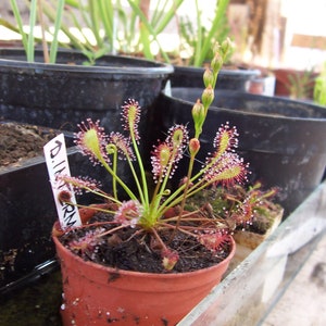 Drosera intermedia planta carnívora 20 semillas frescas