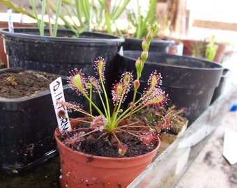 Drosera intermedia, planta carnívora, 20 semillas frescas