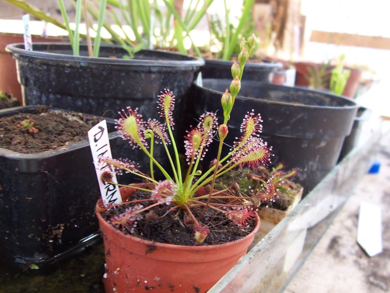 Drosera intermedia water sundew carnivorous plant 20 fresh seeds image 1