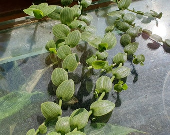 Aneilema zebrinum one rootless cutting, rare house plant