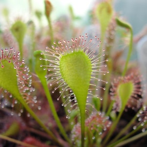 Rare Drosera x beleziana one bareroot carnivorous plant hardy