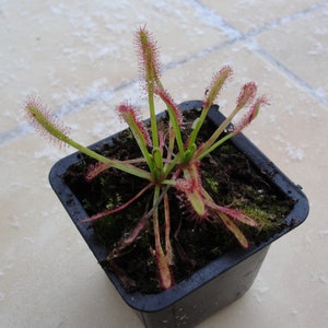 Drosera capensis easy to grow carnivorous living plant