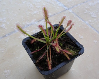 Drosera capensis easy to grow carnivorous living plant