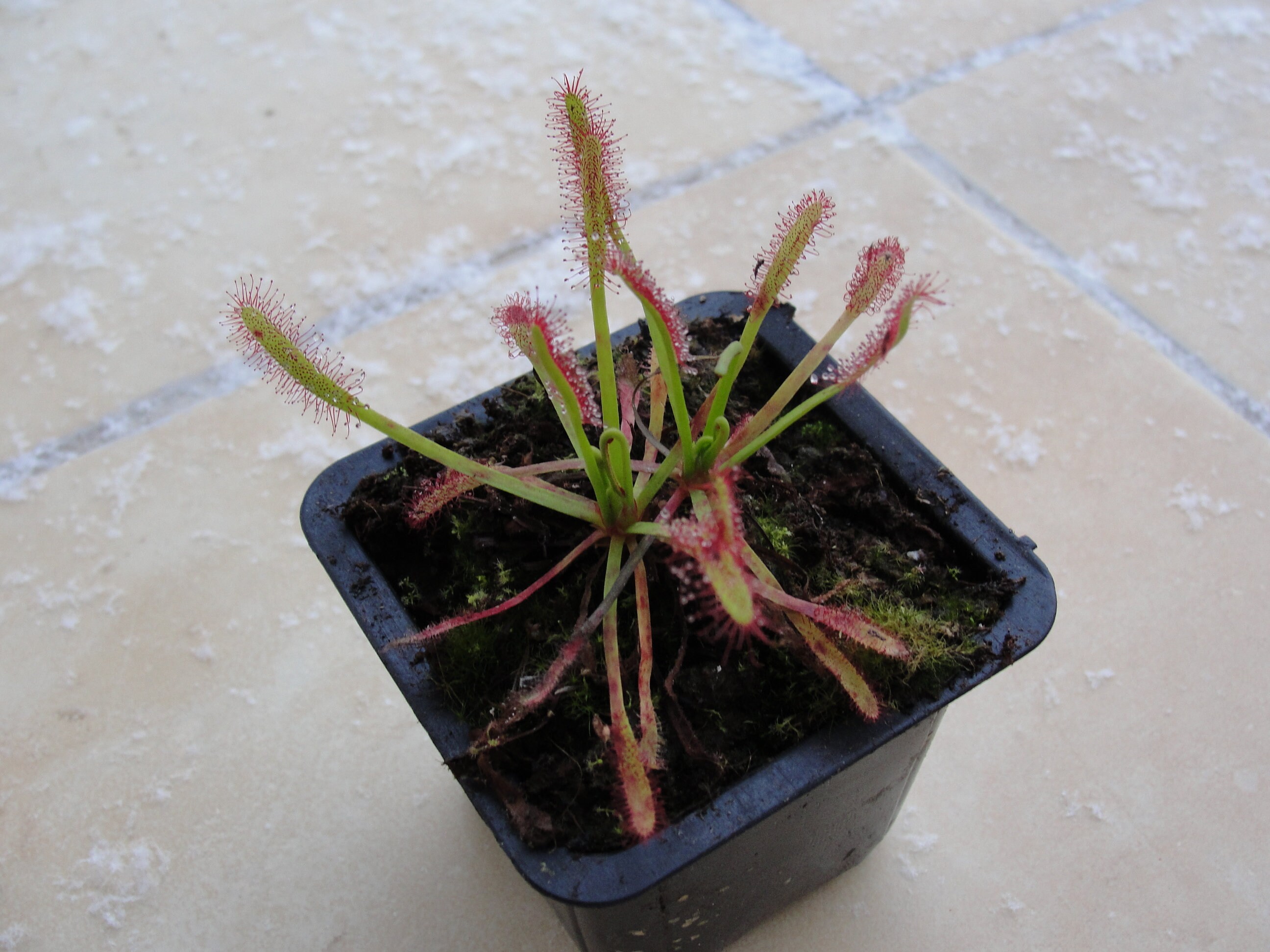 10 Seeds Cape Sundew Drosera Capensis Easy to Grow Carnivorous Etsy