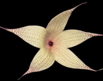 Stapelia gigantea gialla Zulu, una talea senza radici