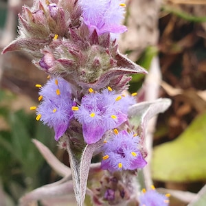 Cyanotis robuusta één wortelloze stek