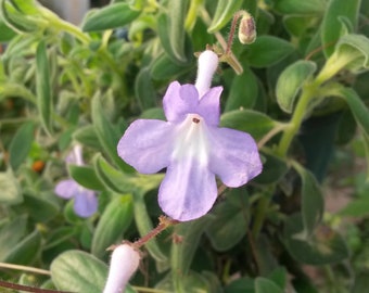 Streptocarpus saxorum santiago 1 wortelloze stek, mooie kamerplant