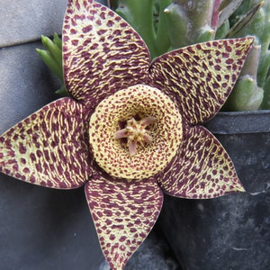 Stapelia variegata jedna sadzonka bezkorzeniowa