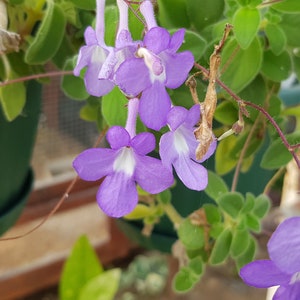 Streptocarpus saxorum santiago 1 rootless cutting, nice house plant image 4