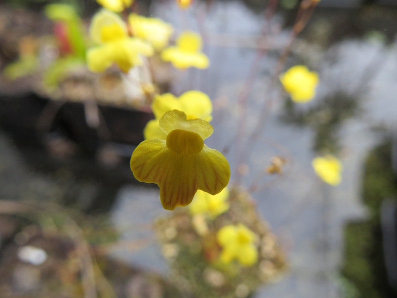 Utricularia subulata living bladderwort carnivorous plant image 2