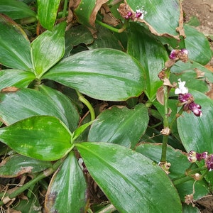 Tradescantia zanonia one big rootless cutting houseplant image 2