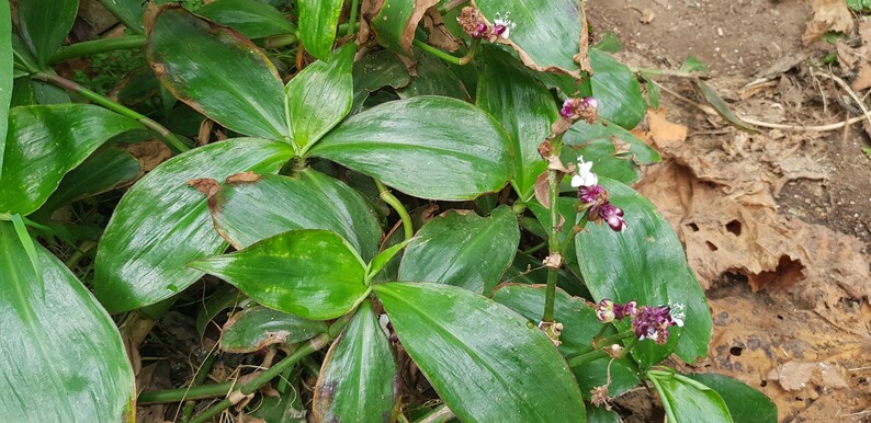 Tradescantia zanonia one big rootless cutting houseplant image 2