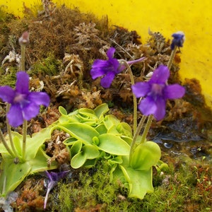 Pinguicula grandiflora hardy carnivorous plant, butterwort