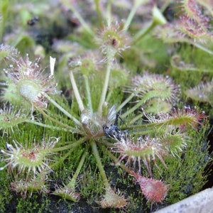 Drosera intermedia water sundew carnivorous plant 20 fresh seeds image 4