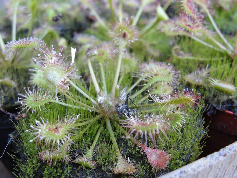 Drosera intermedia water sundew carnivorous plant 20 fresh seeds image 4