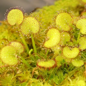 Puede incluir: Primer plano de varias plantas de rocío de sol de color amarillo brillante con tentáculos de punta roja. Las plantas están cubiertas de pequeñas gotas de agua, lo que les da un aspecto brillante.