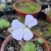 see more listings in the Carnivorous plants section