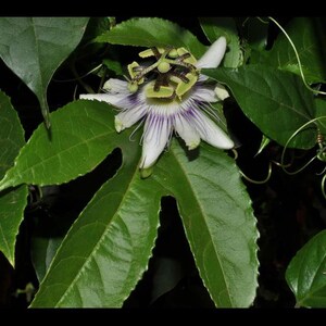 Maracuyá Passiflora edulis un espécimen en maceta imagen 2