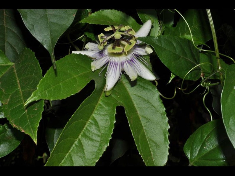 Maracuyá Passiflora edulis un espécimen en maceta imagen 2