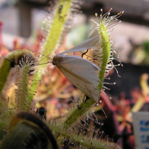 Drosera capensis alba easy to grow carnivorous living plant