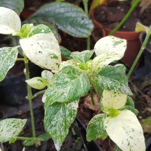 May include: Close-up of a plant with variegated leaves. The leaves are a mix of green and white, with a speckled pattern. The plant is in a small black pot, surrounded by other potted plants.