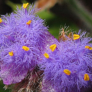 Harige kittens Cyanotis somaliensis een wortelloze stek, zeldzame kamerplant