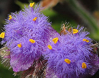 Furry Kittens Cyanotis somaliensis one rootless cutting, rare house plant