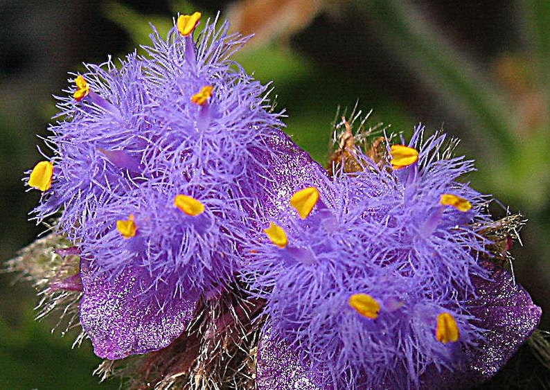 Furry Kittens Cyanotis somaliensis one rootless cutting, rare house plant image 1