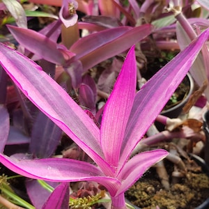 Bont paars hart Tradescantia pallida variegata one stek zonder wortel