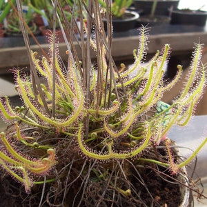 Drosera binata plante vivante carnivore tropicale Drosera binata