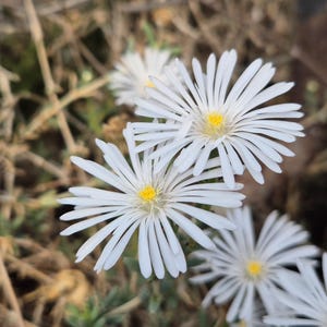 Può includere: Primo piano di fiori bianchi con numerosi petali sottili che si irradiano da un centro giallo. I fiori sono a fuoco, con uno sfondo sfocato di erba secca e fogliame. L'immagine cattura la delicata bellezza dei fiori.